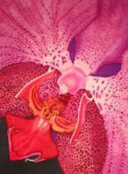 Purple Orchid